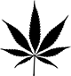 planta sativa cannabis hemp blog - Quiénes Somos